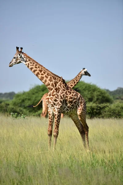 Giraffen in natuurlijke habitat — Stockfoto