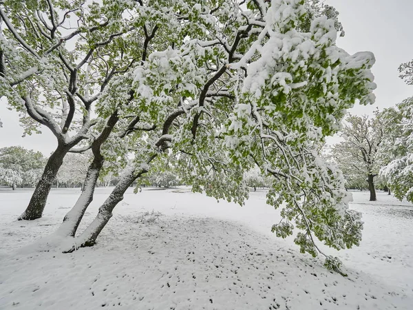 Wunderschöne Landschaft mit spätem Schnee im Frühling — Stockfoto