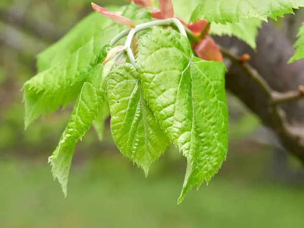 Branch with young leaves on field in spring — Stock Photo, Image