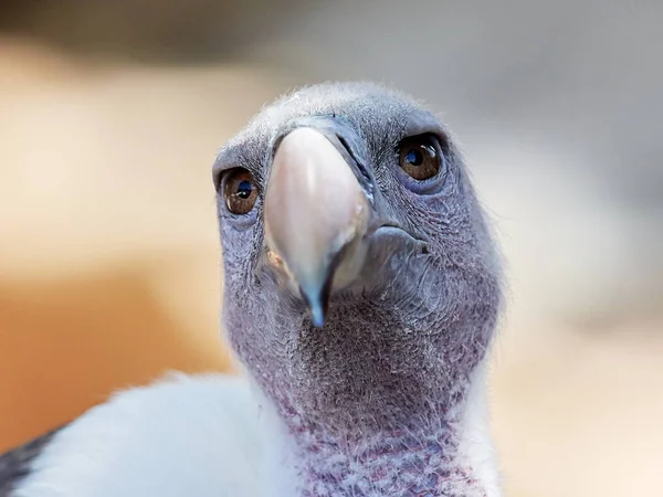 White-backed Vulture portrait — Stock Photo, Image