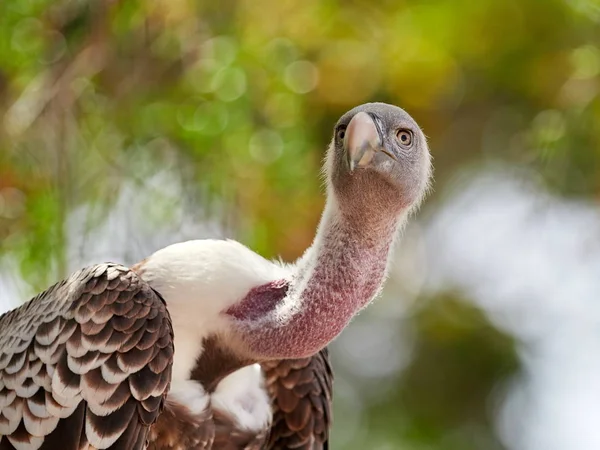 White-backed Vulture portrait — Stock Photo, Image