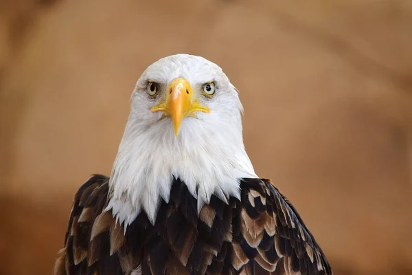 El retrato del águila calva — Foto de Stock