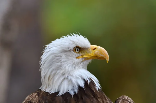 Portret Bald Eagle — Zdjęcie stockowe