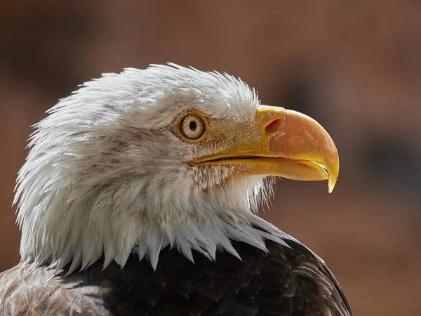 El retrato del águila calva — Foto de Stock