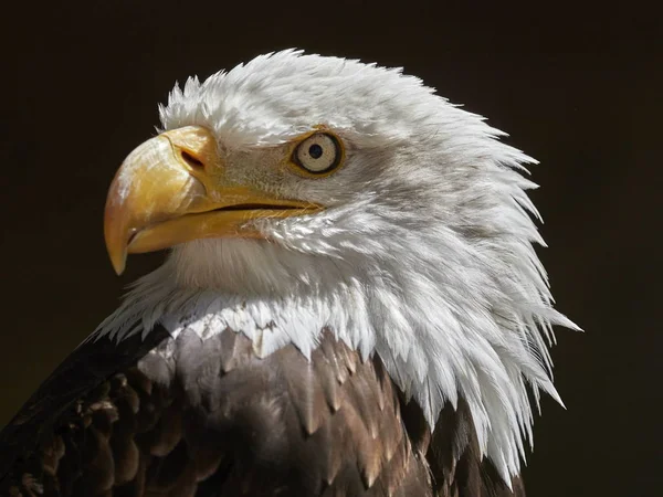 The Bald Eagle portrait — Stock Photo, Image