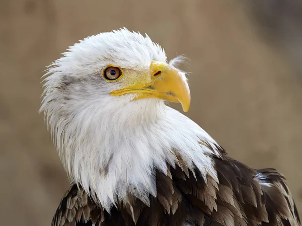 Portret Bald Eagle — Zdjęcie stockowe