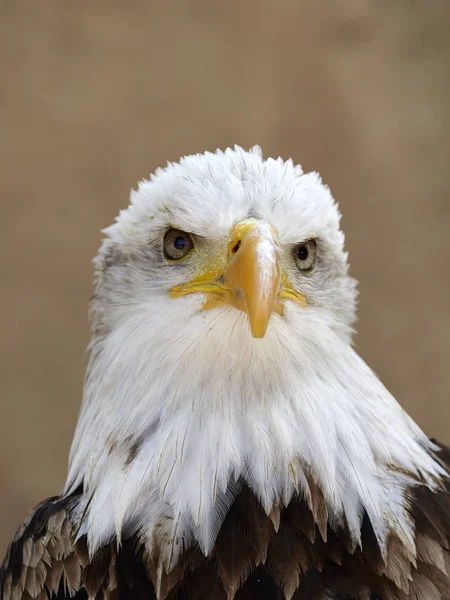 Portret Bald Eagle — Zdjęcie stockowe