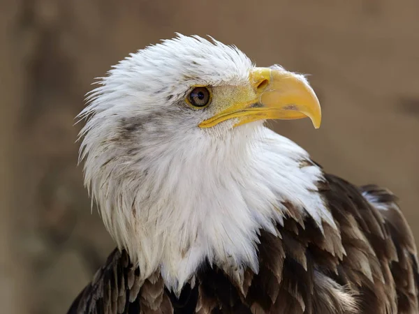 The Bald Eagle (Haliaeetus leucocephalus) portrait — Stock Photo, Image