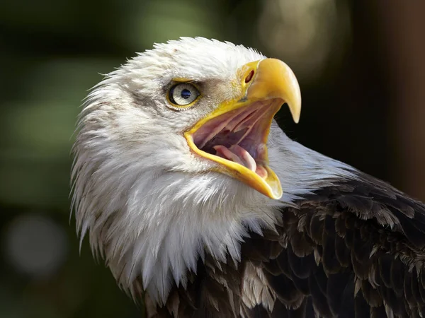 The Bald Eagle portrait — Stock Photo, Image