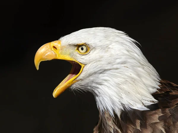 The Bald Eagle portrait — Stock Photo, Image