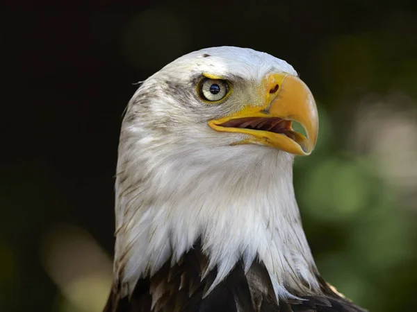 The Bald Eagle portrait — Stock Photo, Image