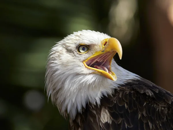 The Bald Eagle portrait — Stock Photo, Image