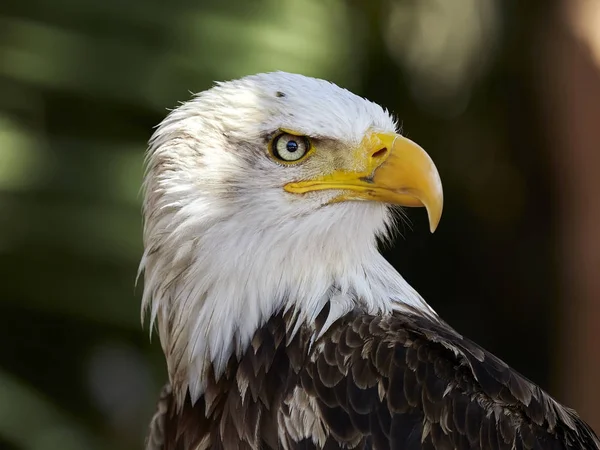 Bald Eagle-portrettet – stockfoto