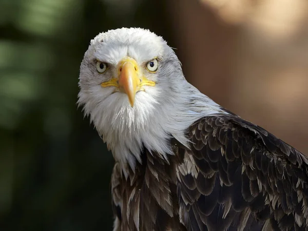 The Bald Eagle portrait — Stock Photo, Image