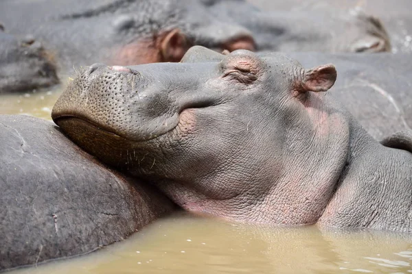 Hippopotame commun dans l'eau — Photo