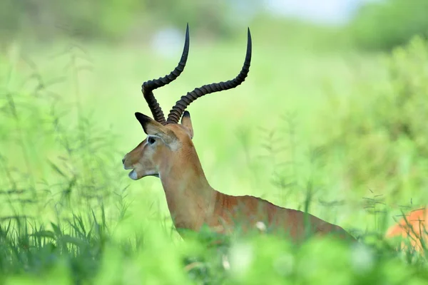 Impala i afrikanska naturpark — Stockfoto