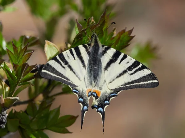 Knappa Swallowtail i naturliga livsmiljö — Stockfoto
