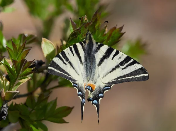 Knappa Swallowtail i naturliga livsmiljö — Stockfoto