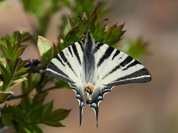 Knappa Swallowtail i naturliga livsmiljö — Stockfoto