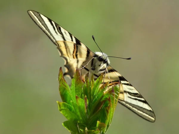 Σπανίζουν Swallowtail στο φυσικό περιβάλλον — Φωτογραφία Αρχείου