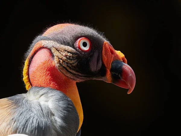 King vulture portrait — Stock Photo, Image
