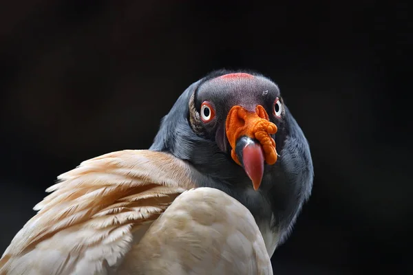 King vulture portrait — Stock Photo, Image