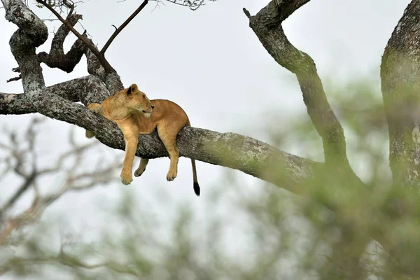 León africano descansando en el árbol —  Fotos de Stock