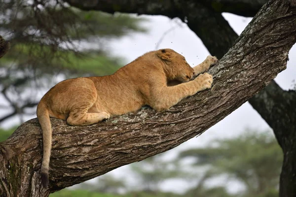 León africano descansando en el árbol — Foto de Stock