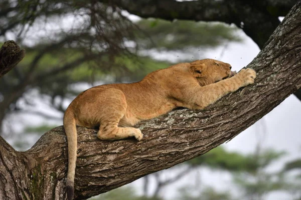 León africano descansando en el árbol —  Fotos de Stock