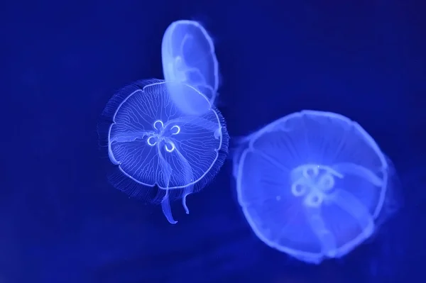 Image sous-marine de méduses de lune dans la profondeur — Photo