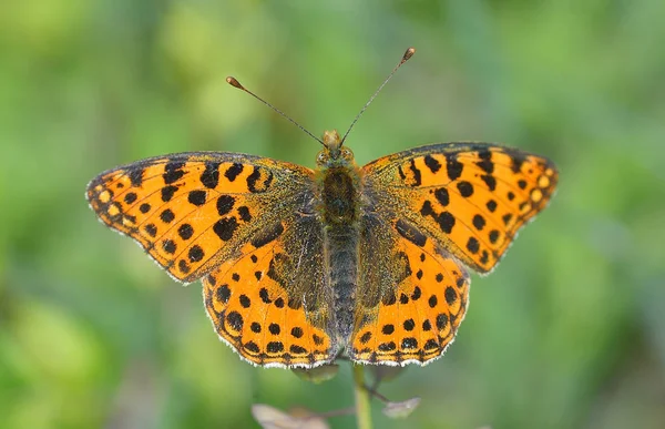 The spotted fritillary or red-band fritillary — Stock Photo, Image