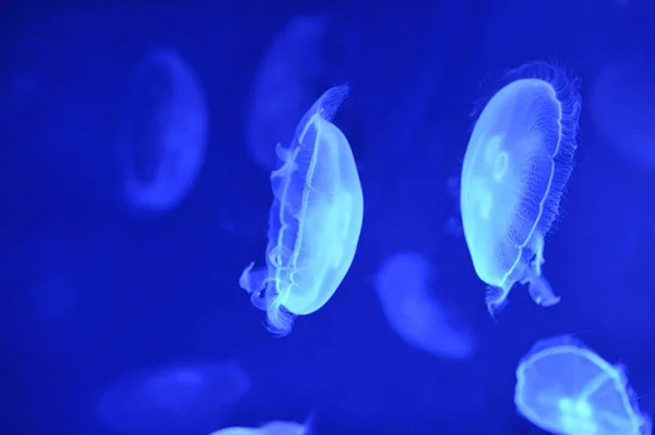 Image sous-marine de méduses de lune dans la profondeur — Photo