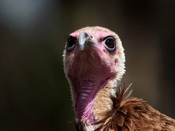 Kukuletalı akbaba portresi — Stok fotoğraf