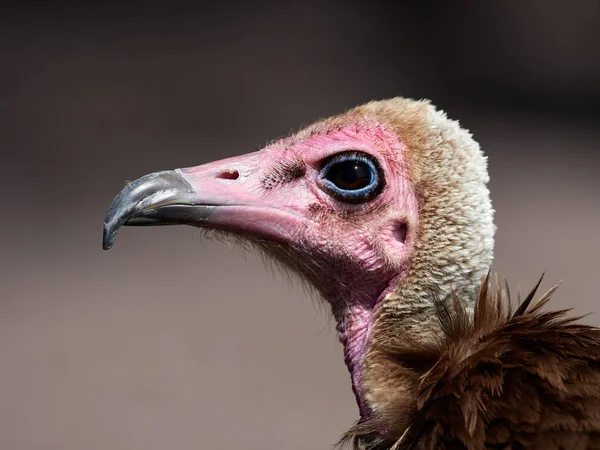 Portrait of Hooded Vulture — Stock Photo, Image