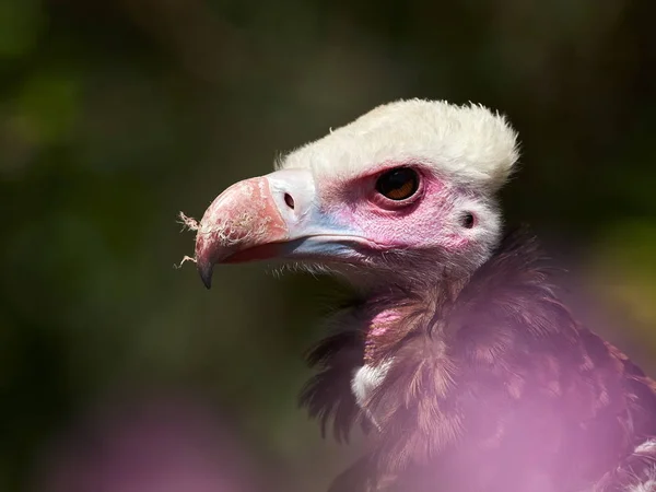 Portrait of Hooded Vulture — Stock Photo, Image