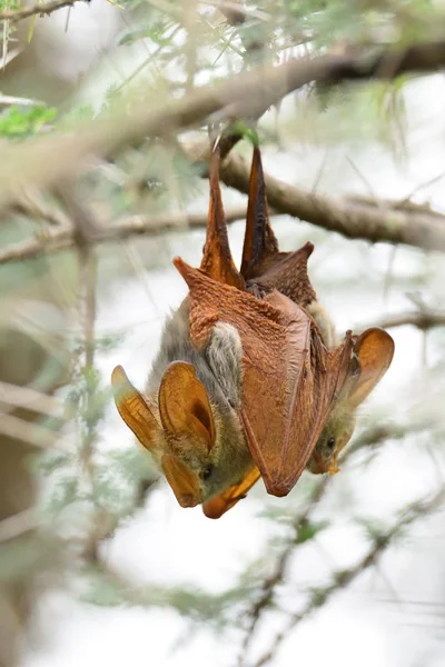 Egyptian Slit-Faced Bat — Stock Photo, Image