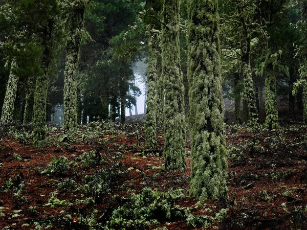 Mossa täckt skog i vildmarken Gran Canaria — Stockfoto