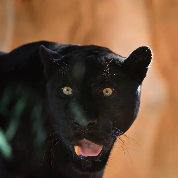 black jaguar portrait