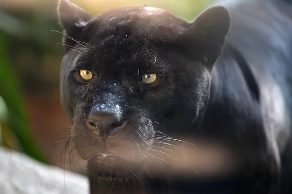 Чорний jaguar портрет — стокове фото