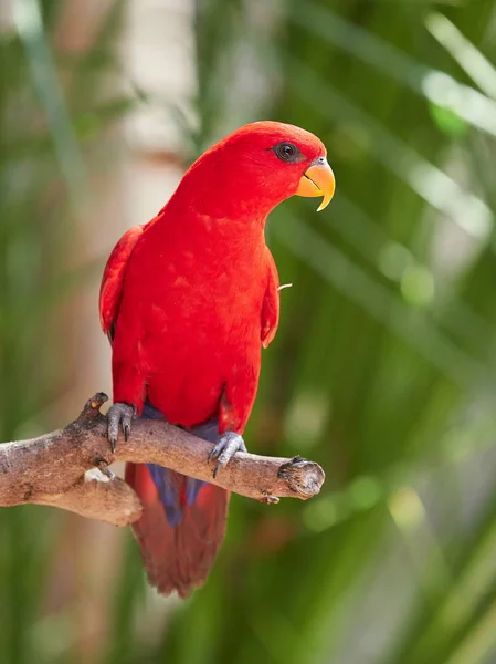 Czerwona papuga siedzi na gałęzi — Zdjęcie stockowe