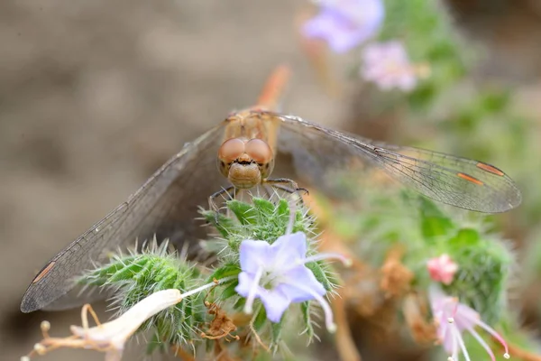 Libélula em habitat natural — Fotografia de Stock