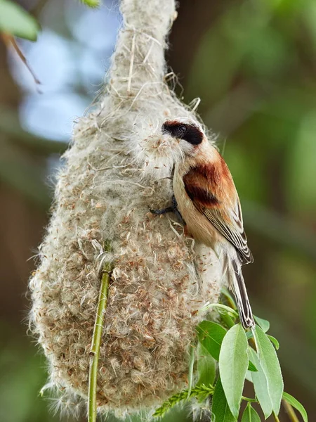 Teta pendulina en el nido — Foto de Stock