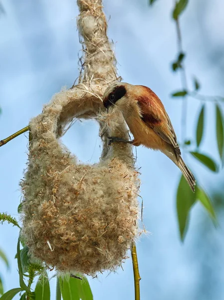 Penduline tit on the nest — Stock Photo, Image
