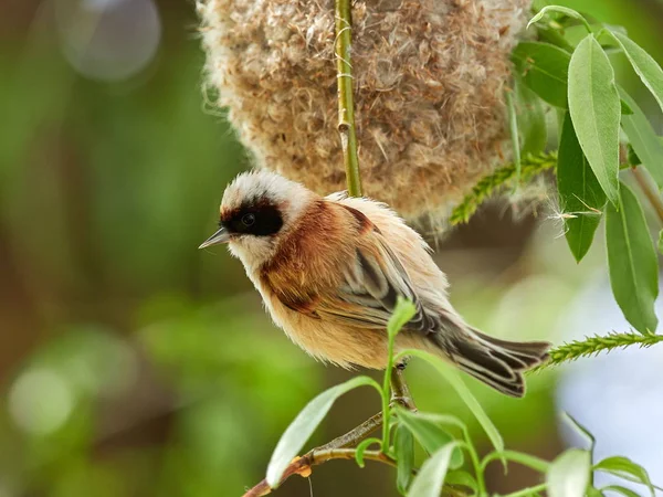 Pendelmeise auf dem Nest — Stockfoto