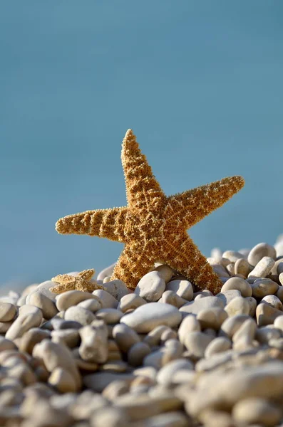 Seestern am Strand als Sommerhintergrund — Stockfoto