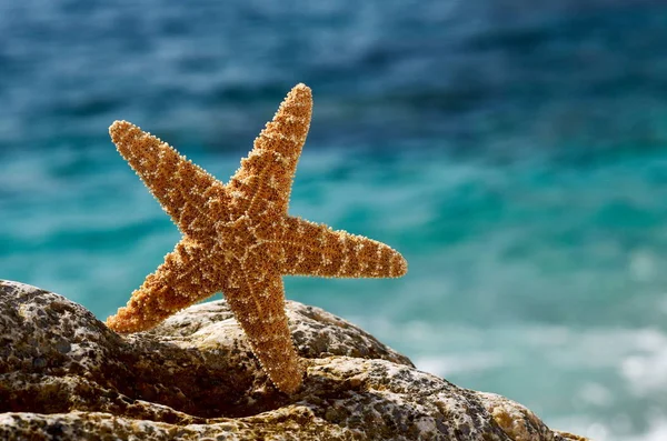 Étoile de mer sur la plage en été — Photo