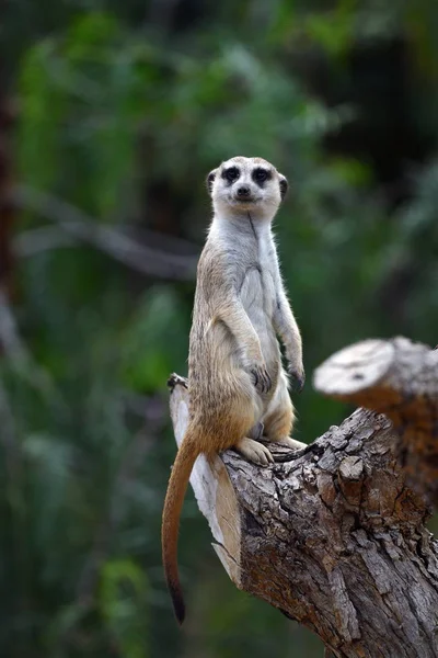 Funny meerkat watching something — Stock Photo, Image