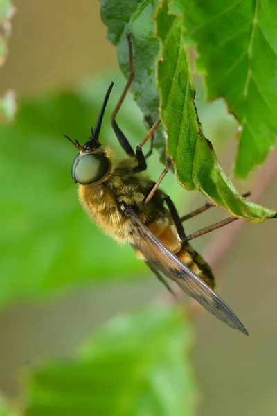 Pálido gigante cavalo-mosca ao ar livre — Fotografia de Stock