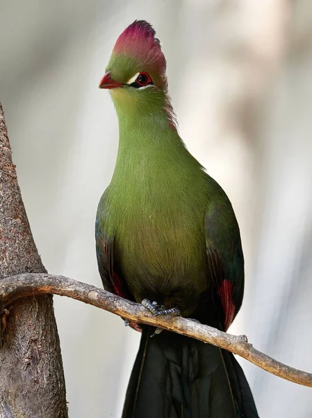 Magnifique oiseau tropical - Turaco de Fischer — Photo
