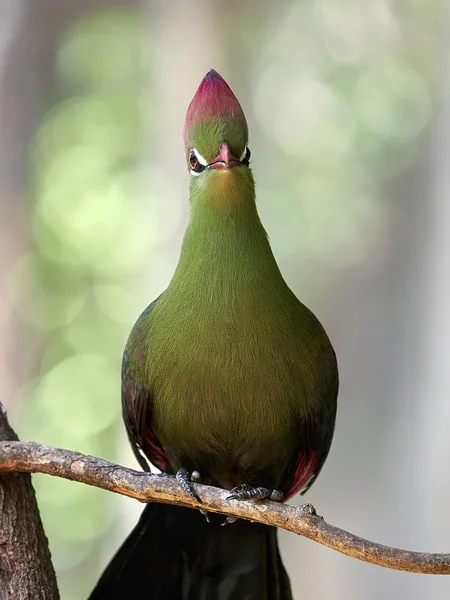 Hermoso pájaro tropical - Turaco de Fischer —  Fotos de Stock